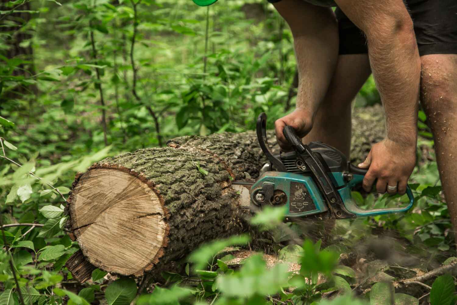 Large Tree Removal in Litchfield, MN